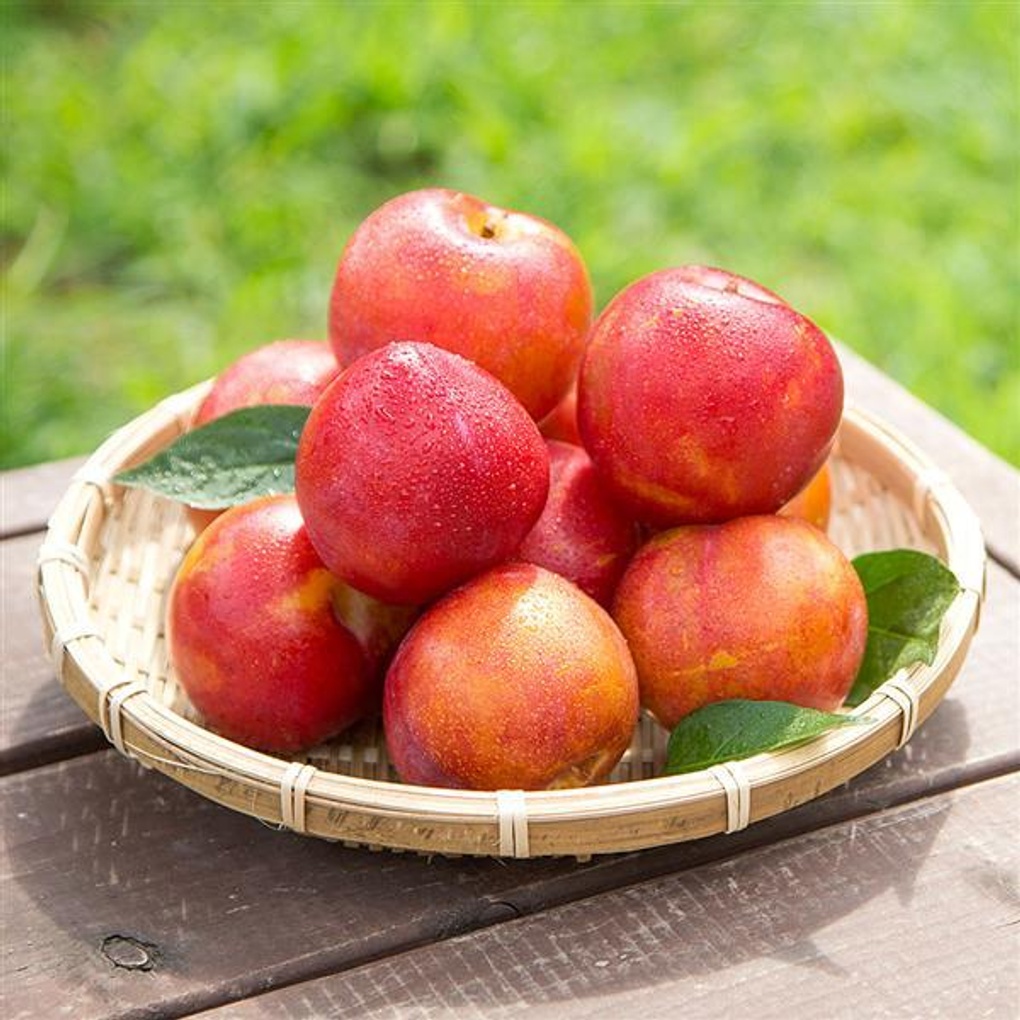 [자연예서] 대석자두 5kg(상) 새콤달콤 임산부 선물- 이랜드몰